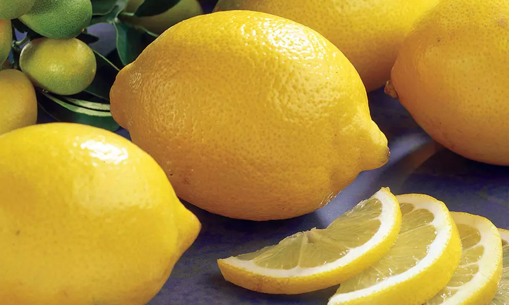 Lot de 2 ou 3 citronniers "Vulcan" en pot effet naturel - Primary Image