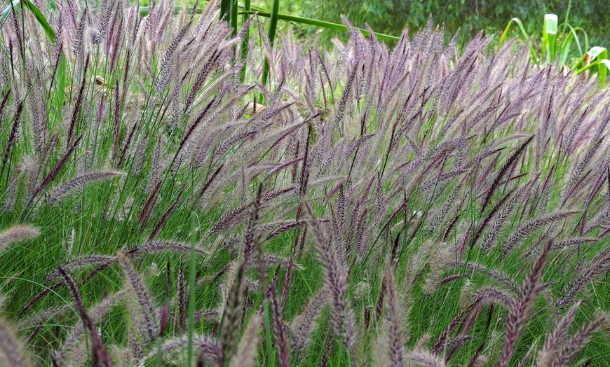 Image 1: Pennisetum 'Fountain' Grass - 1, 2, or 3 Potted Plants