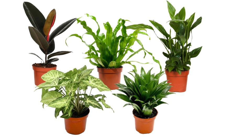 Image 4: Conjunto de 5 plantas purificadoras de aire