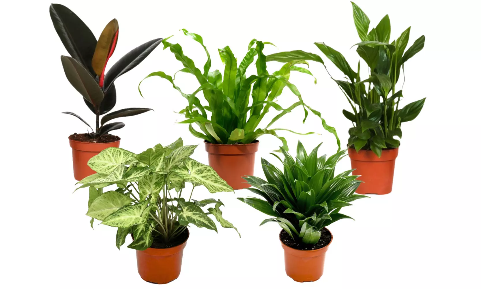 Conjunto de 5 plantas purificadoras de aire
