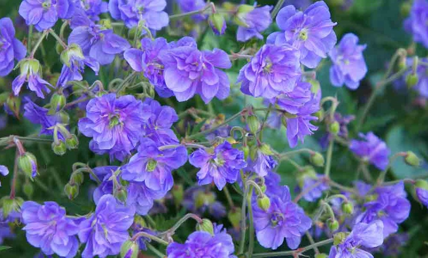 Image 1: One or Three Hardy Geranium Double Plenum Plants