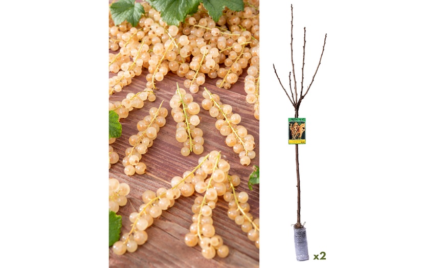 Image 4: Lot de 2 ou 4 plants de baies variées