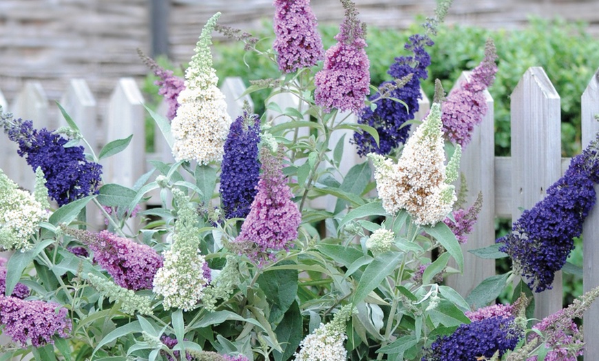 Image 1: Buddleja Buzz 3-in-1 Collection Hardy Shrub Plants