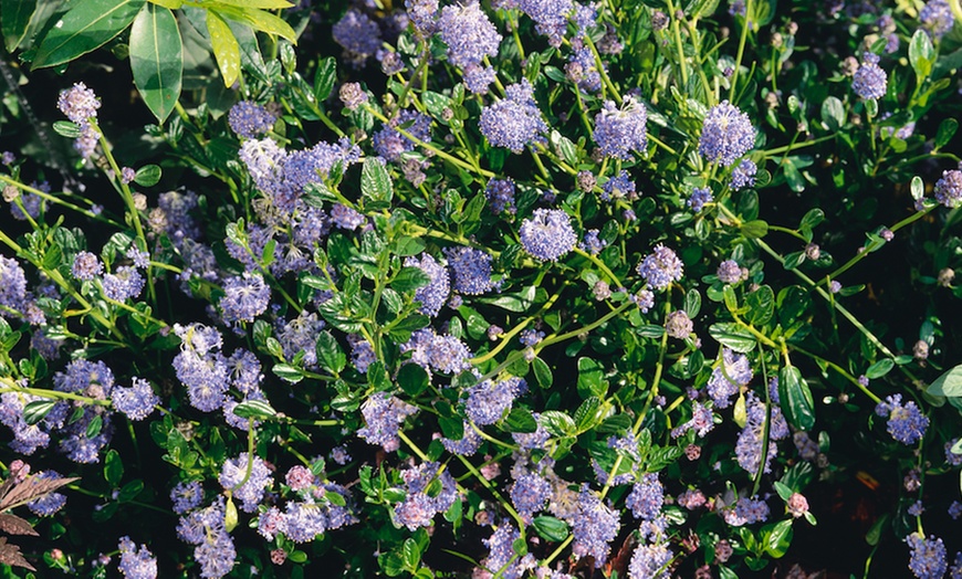 Image 4: 3 or 6 Dry Border Hardy Shrubs