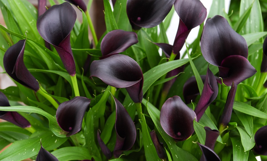 Image 6: Black Calla Lily in 13cm Pot