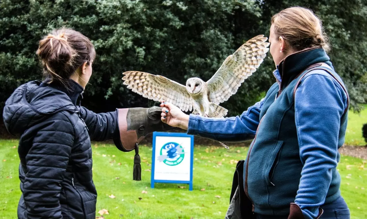 Birds of Prey or Owl Encounter Experience at CJ's Birds of Prey
