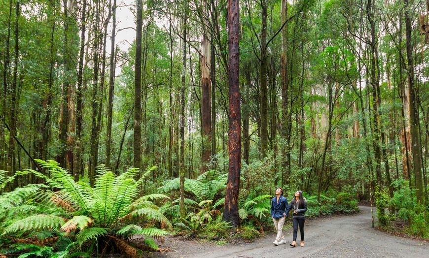 Image 7: Otway Fly Treetop Walk