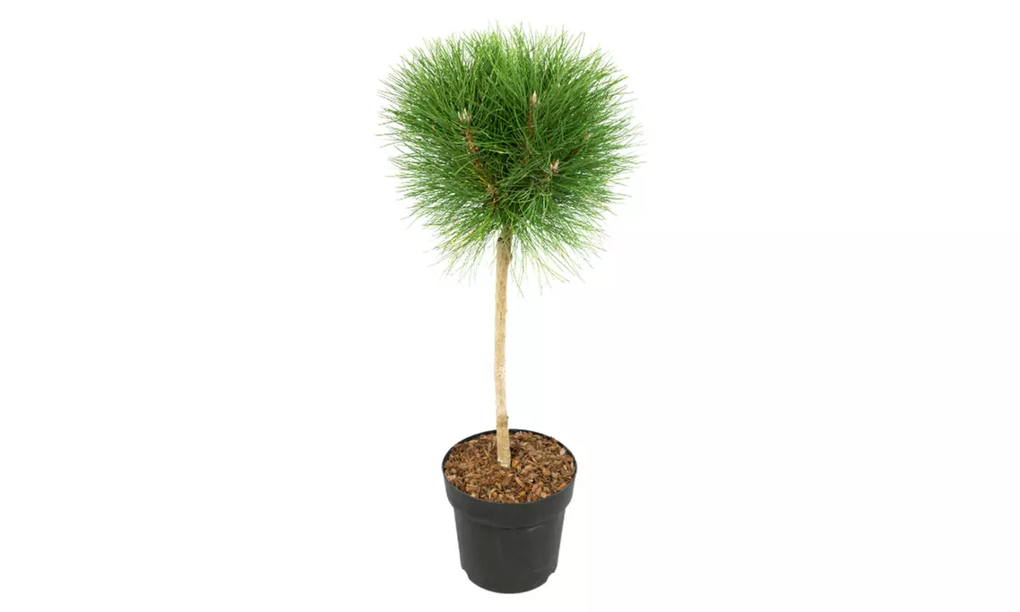 Zwerg-Kiefer "Summer Breeze" - Image 6