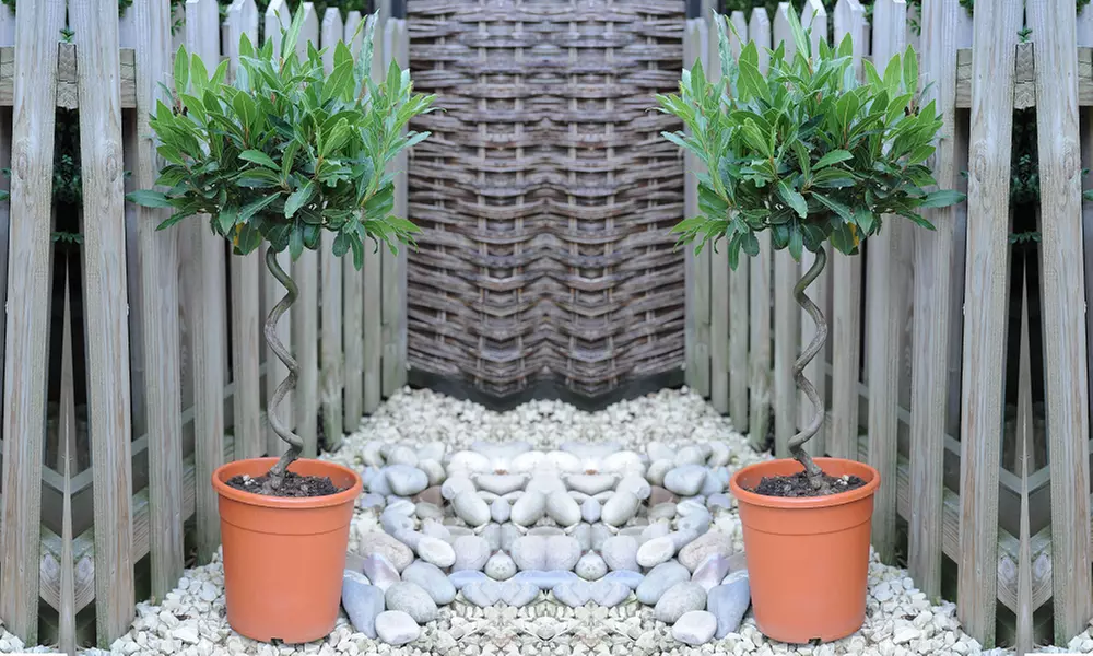 One or Two Standard Bay Tree Twisted Stem Potted Plants - Primary Image