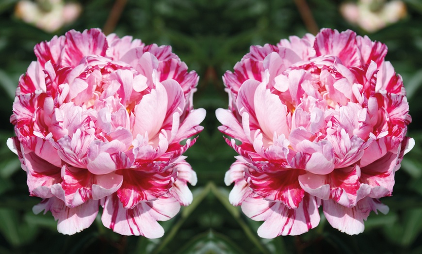 Image 3: Peony Garden Showstoppers Collection - 3 Plants