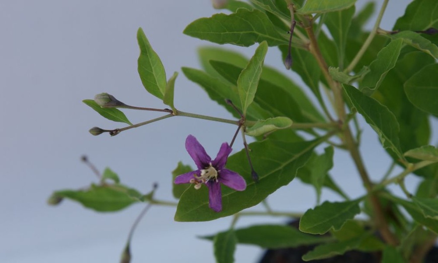 Image 5: Goji Berry - No.1 Lifeberry - 1 or 2 Potted Plants


