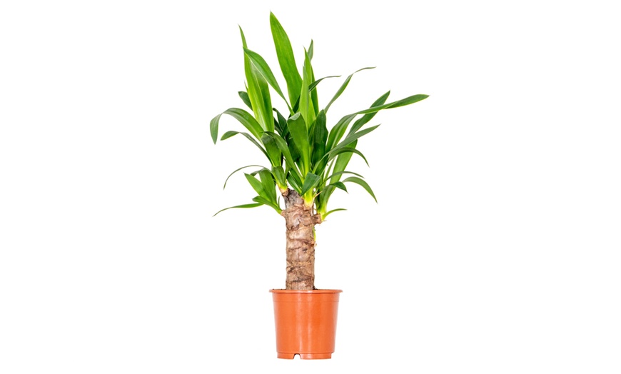 Image 4: Conjunto de 3 plantas tropicales para interior