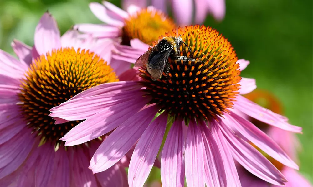 Perennial Echinacea Purpurea - 3 or 6 Plants