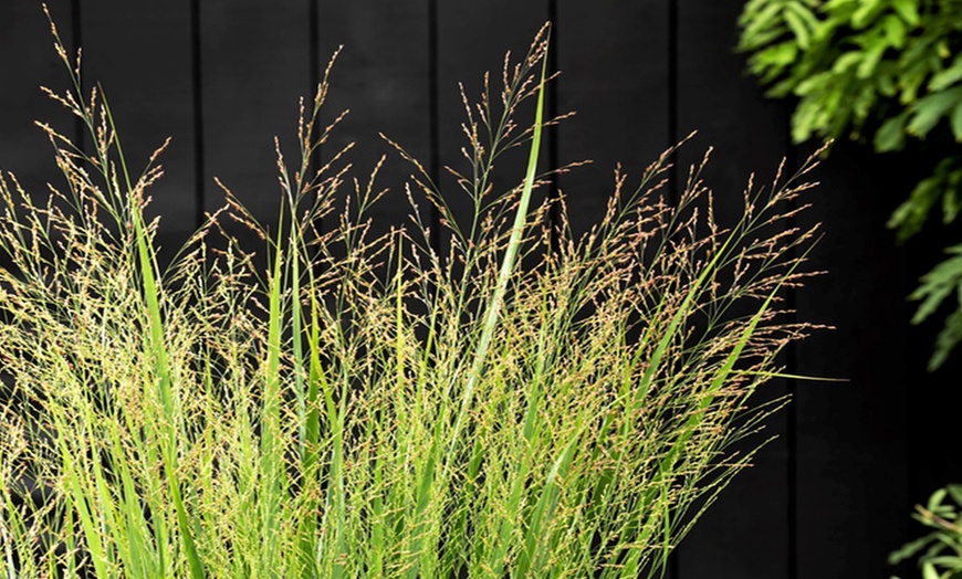 Image 2: 1 ou 2 lots de plantes panicum virgatum 'Northwind'