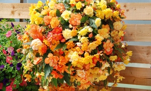 Begonia Apricot Shades – Five, Ten or Twenty Plants