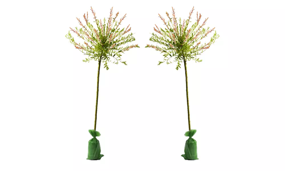 1x, 2x oder 4x Flamingobaum Hakuro Nishiki