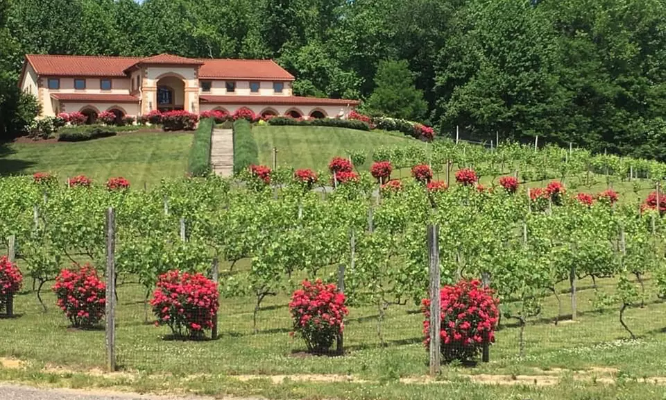 Wine Slushee Package for One, Two, or Four at Running Hare Vineyard (Up to 39% Off) - Primary Image