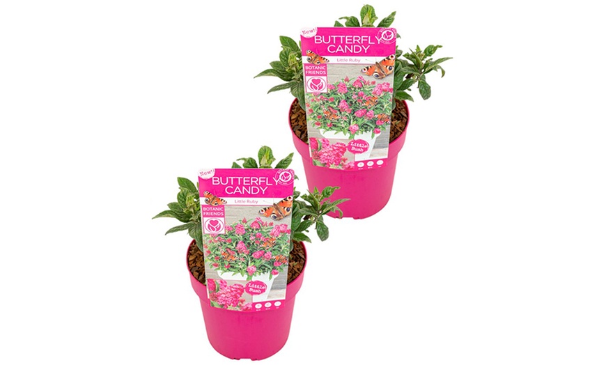 Image 6: Lot de 2 buddleias Rootz
