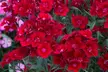 15 or 30 Dianthus 'Rockin' Red' Premium Perennial Plants - Image 4