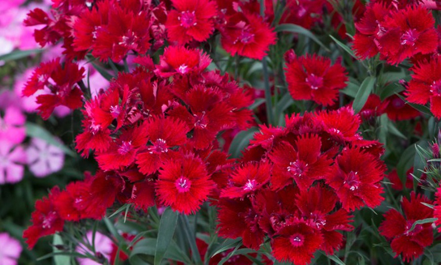 Image 4: 15 or 30 Dianthus 'Rockin' Red' Premium Perennial Plants