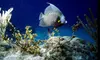 Boating, Snorkeling, and More at Biscayne National Underwater Park. Two Options Available.