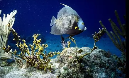 Boating, Snorkeling, and More at Biscayne National Underwater Park. Two Options Available. - Primary Image