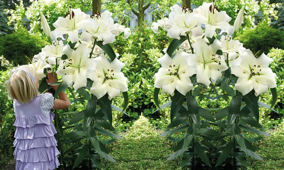 Giant Tree Flower Lily Bulbs (3-Pack)  - Primary Image