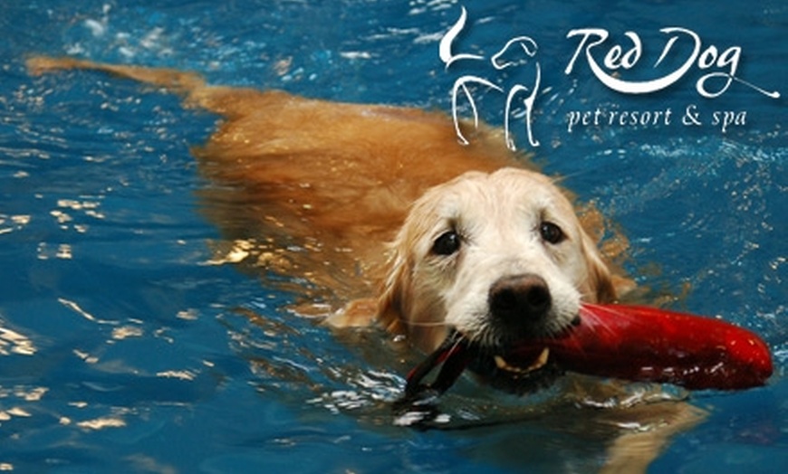 75% Off Dog Pampering at Red Dog Pet Resort & Spa - Red Dog Pet Resort ...