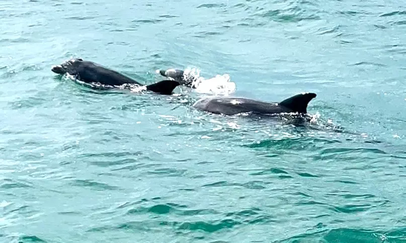Join Crab Island Excursion, Sunset Dolphin Tour, or Fireworks Cruise