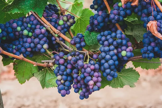 Elevate Your Wine Experience at River Dog Winery