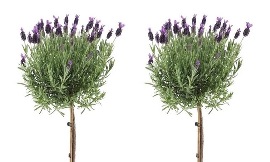 Image 3: Lavender Tree on Stem