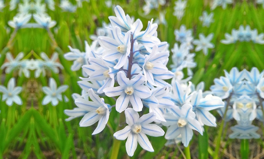 Image 11: Hardy Spring Bulb Collection