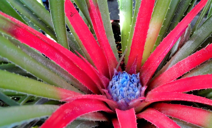 Image 5: Lot de 2 plantes Fascicularia