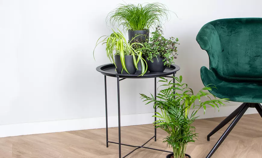 Image 6: Mix van 4 huisdiervriendelijke kamerplanten