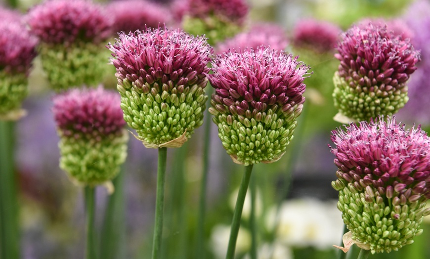 Allium Hairy Collection Bulbs | Groupon Goods