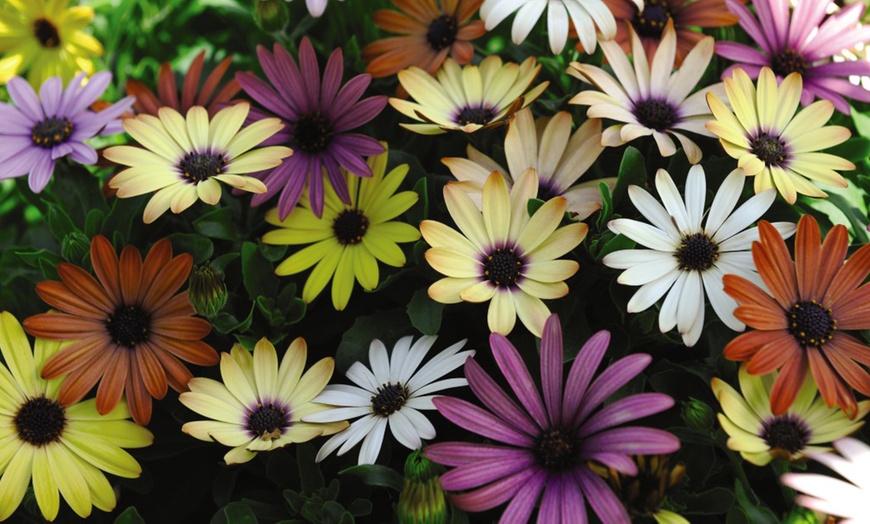 Image 3: 5, 10 or 20 Trailing Daisy Osteospermum Falling Stars Plug Plants