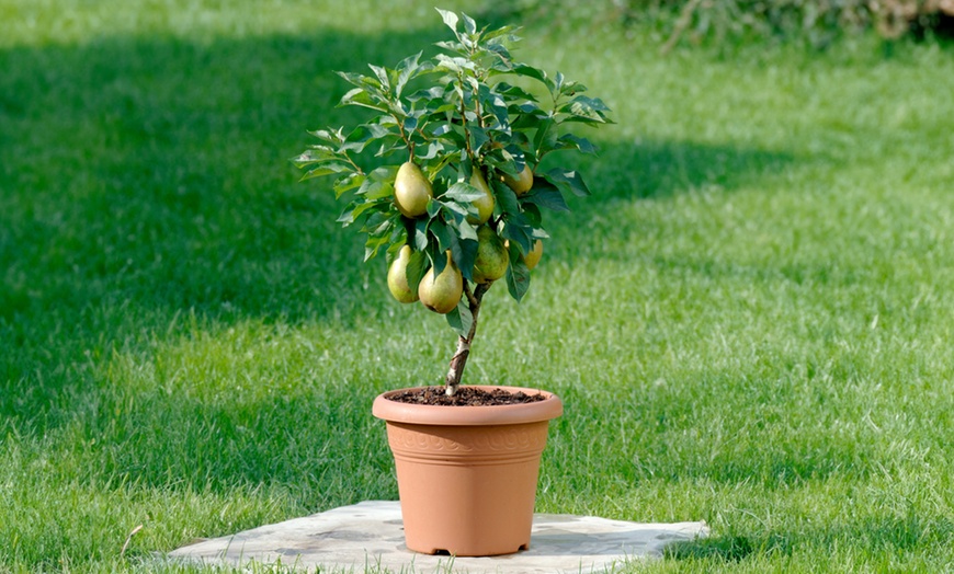 Image 9: Fruitbomen voor in de tuin van Rootz