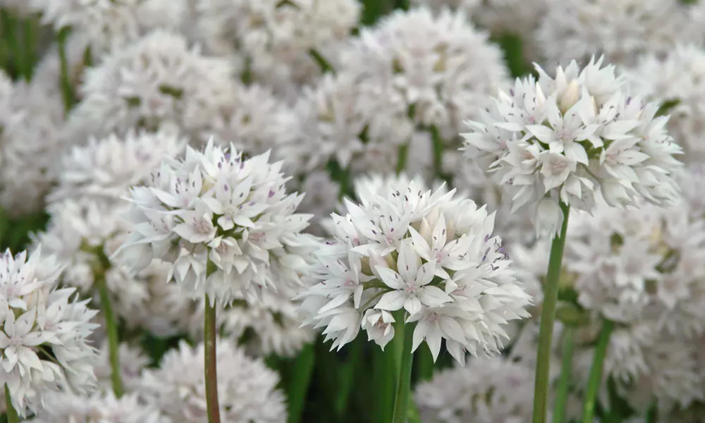 48 et 96 bulbes Allium, Graceful Beauty - Primary Image