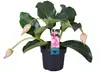 1 ou 2 plants de Medinilla Magnifica Pinatubo 35-45 cm, livrés en pot - Second Medium