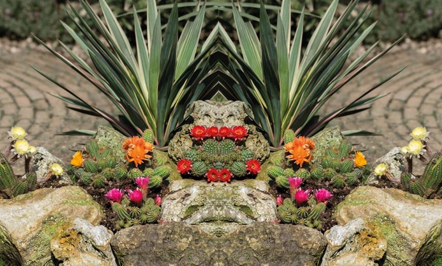 Image 3: Up to Three Hardy Garden Cactus Plants