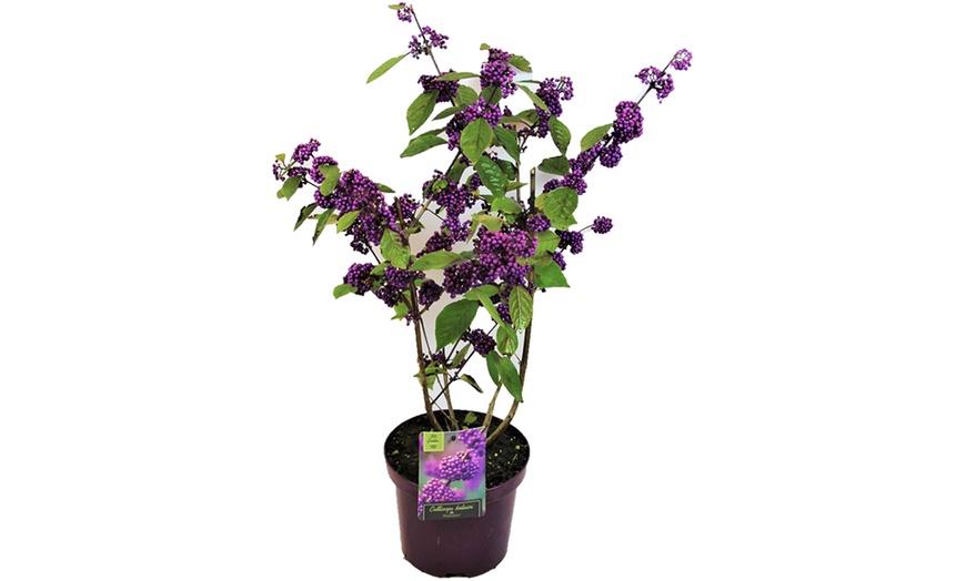 Image 3: XL Callicarpa Profusion Plant