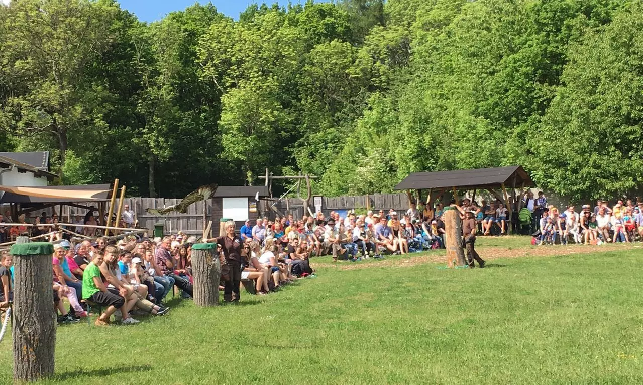 Falknerei-Erlebnis mit Flug-Show