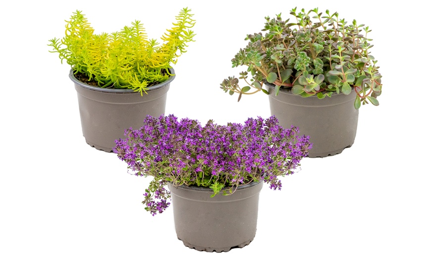 Image 2: Lot de 3 ou 6 plantes de rocaille