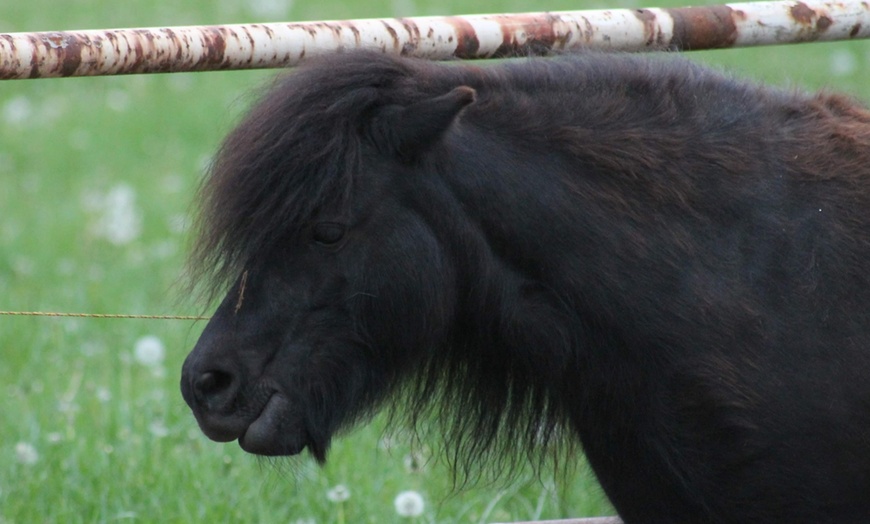 Image 5: Kuscheln mit einem Pony