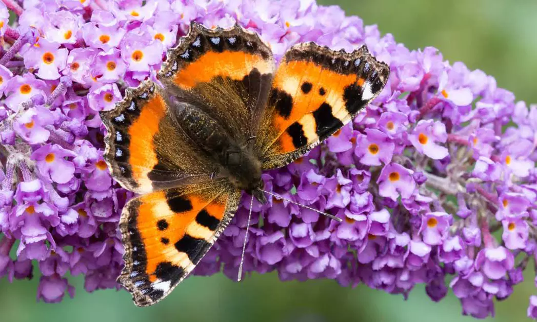 Set da 3 o 6 piante di Buddleja