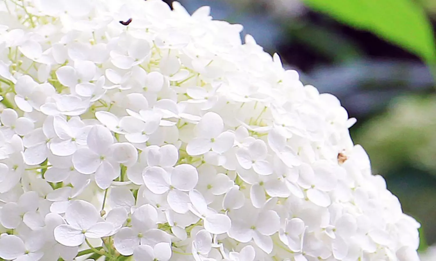 Collection de 4 ou 8 Hortensia, 20 - 40cm à la livraison, pot inclus - Second Medium