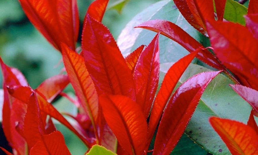 Image 2: Photinia Red Robin Plants