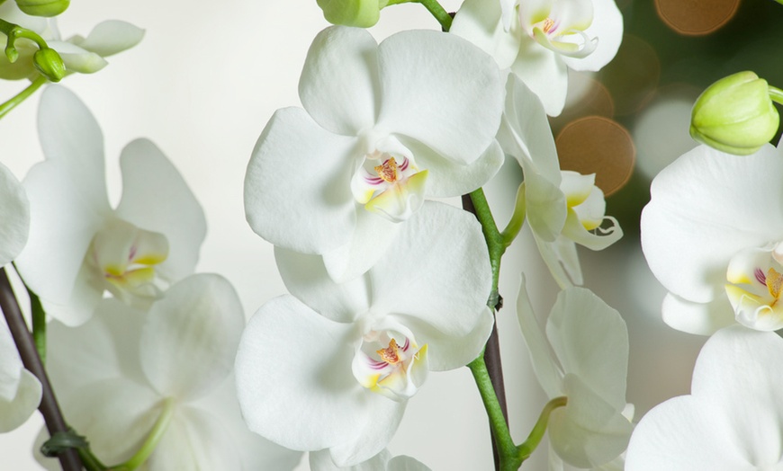 Image 8: Phalaenopsis orchidee