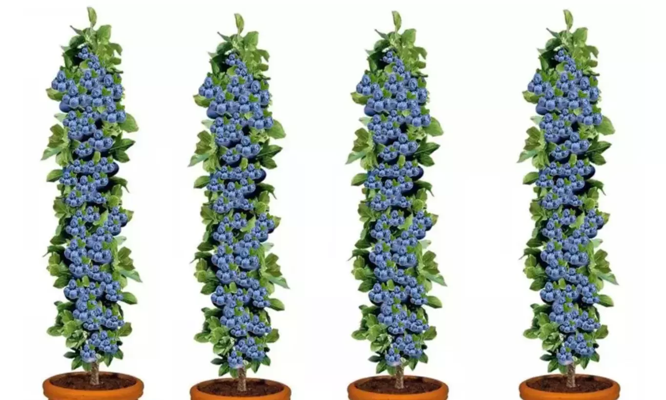 4x oder 8x Blaubeerpflanzen - Primary Image
