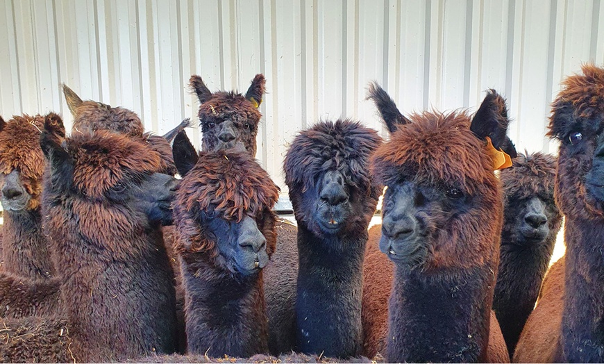 Image 4: Enjoy a Two-hour Alpaca Meet, Greet, and Walk for Two, Three, or Four